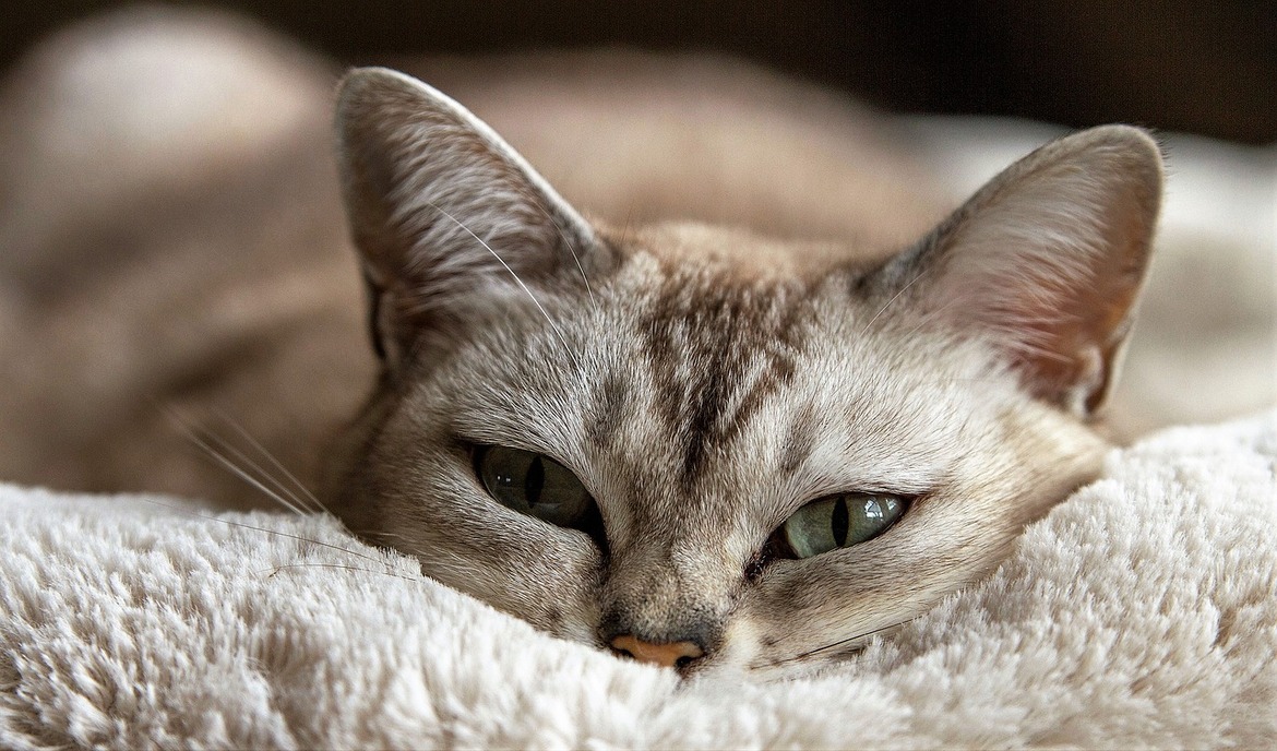 Coccidiosis en gatos: reconozca los síntomas y trátelos de manera efectiva